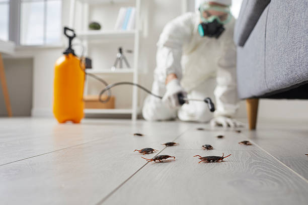Affordable Pest Control solutions in Vernon, TX